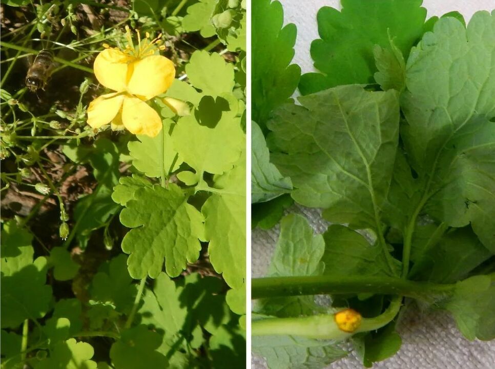 celandine proti parazitům