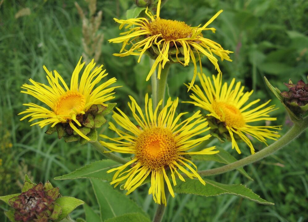 elecampane proti parazitům