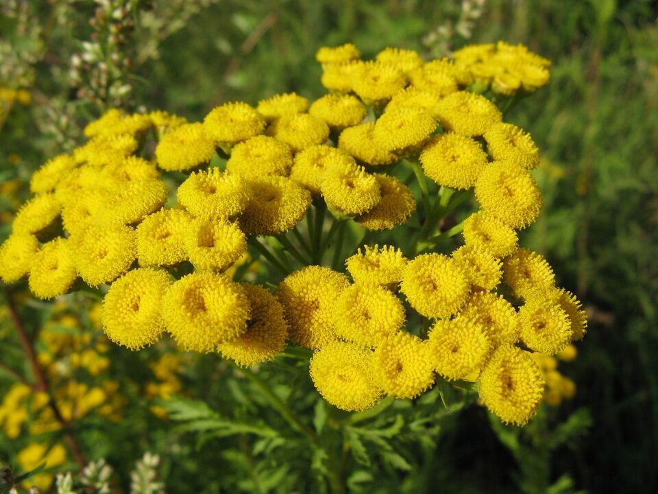 tansy proti parazitům