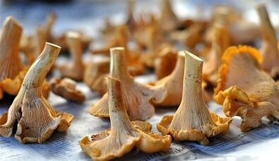 Houby Chanterelles k odstranění parazitů z těla