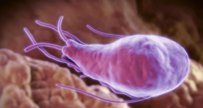 Alveococcus a Echinococcus